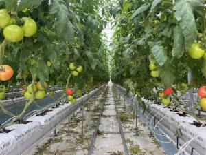 새내기 청년농부가 첫 수확한 '당진 토마토'