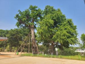 당진시, 천연기념물 면천은행나무 유지관리 사업 완료