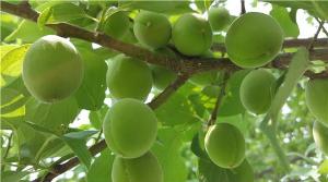 당진 신평면, 매실 수확으로 이웃돕기 기금 마련