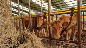 당진시, 축산농가 부담완화 총력…사료구매자금 지원 확대