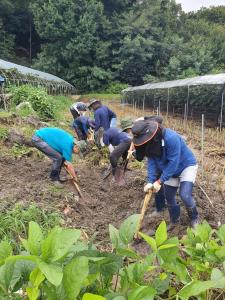 당진시 공무원, 부여 수해현장 일손돕기