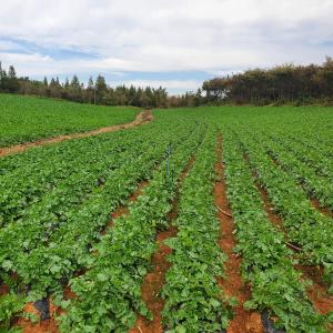 당진시농업기술센터, 김장용 무, 배추 현장 컨설팅 추진