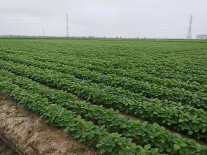 당진시, 콩 자립형 융복합 단지 조성 사업 공모 선정