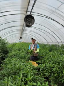 당진시 농업기술센터, 지역특화 시설채소 맞춤형 컨설팅 실시