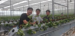 당진시 스마트팜 청년농업인 딸기 정식