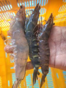 당진시, 국내 최초 블랙타이거 새우 상업 양식 성공