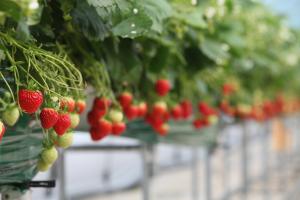 맛 좋은 당진 해나루 딸기 첫 수확