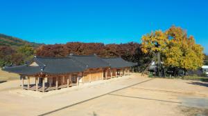 노랗게 물든 천연기념물 제551호 면천은행나무