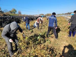당진시, 가을철 농촌 일손돕기 운동 전개