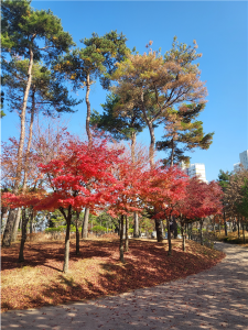 당진시 소나무재선충병 발생 대응‘총력’