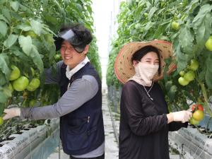 당진 청년 농업인 스마트팜에서 키운 완숙 토마토‘쑥쑥’