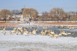 당진 합덕제에‘겨울 진객’큰고니 찾아와