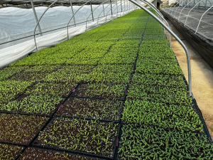 당진시농업기술센터, 고추 육묘 관리 현장 컨설팅 추진