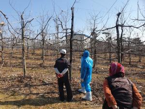 당진시, 화상병 예방 위해 개화 전 약제 방제 당부