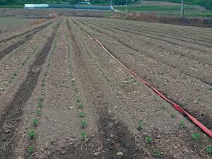 당진시, 쌀 적정 생산‘본격 추진’