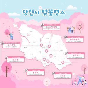 당진 벚꽃 “보고 싶어 죽는 줄”