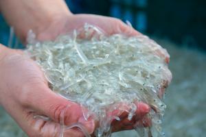 당진시 장고항에 봄의 전령사 실치 맛보러 오세요~