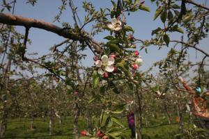 사과 적과제 안전 사용 주의 당부