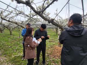 당진시, 과수 저온 피해 대응 과원 관리 요령 안내