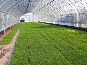 당진시 농촌지도자회, 모내기철 맞아 모 알선창구 운영