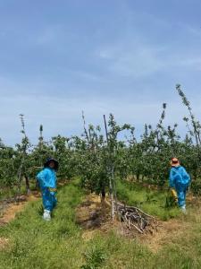당진시, 올해 두 농가에서 첫 과수화상병 발생