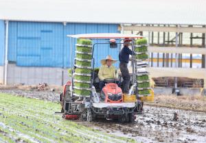 당진특화 신품종 벼‘당찬진미’첫 이앙
