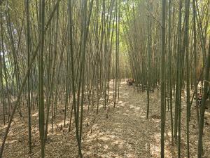 바람이 불어오는 곳, 당진시 면천 대숲바람길로 오세요!