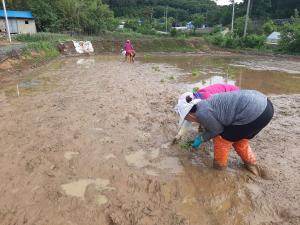 당진시농업기술센터, 지역 적응 벼 품종 증식포 조성
