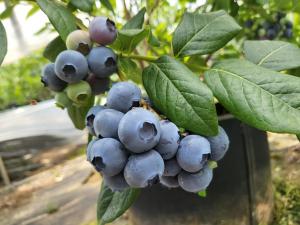 당진시 농업기술센터, 블루베리 홍보 및 판매 행사 개최