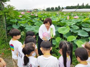 연꽃 만발 당진시, 여름철 관광지로‘인기 만점’