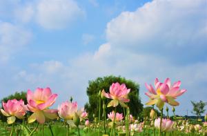당진시 합덕제 연꽃 축제, 축소 운영 결정
