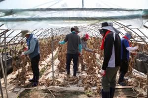 당진 민관 자원봉사자 1천여 명 수해 복구에‘구슬땀’