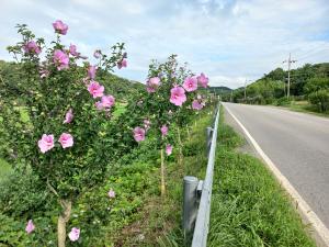 당진 대호지·천의장터 4.4 독립만세운동 기념 식재 무궁화 만개