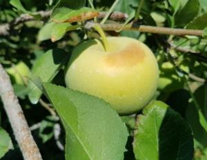 당진시, 사과 햇빛차단망 시범사업 추진