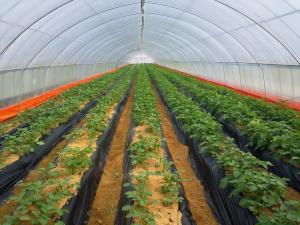 당진시, 겨울시설재배용 보급종 씨감자, 맥류종자 신청접수