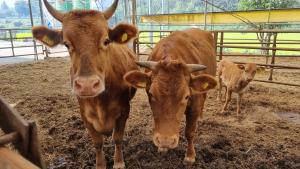 당진시, 한우 수정란 이식 교육실시