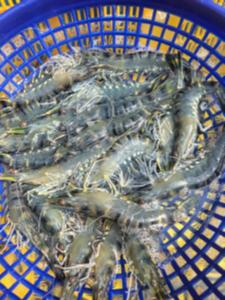 당진시 양식어가, 국내 최초 블랙타이거 새우 종자생산 ‘성공’