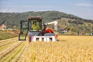 오성환 당진시장, 친환경 삼웅단지 벼 베기 참여