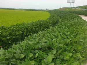 당진시, 당진콩 사용 우수업소 지정 신청하세요!