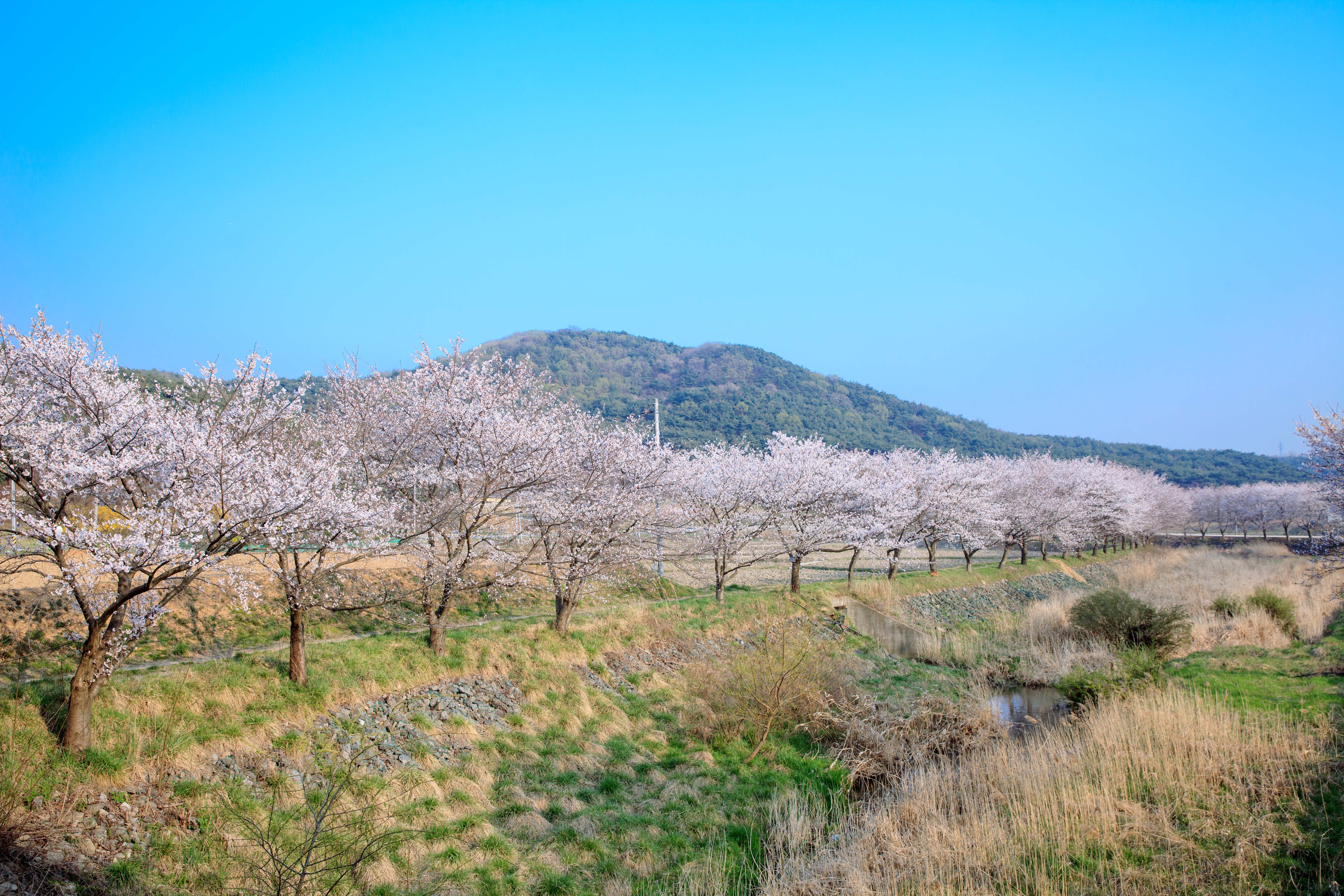 당진천벚꽃길2