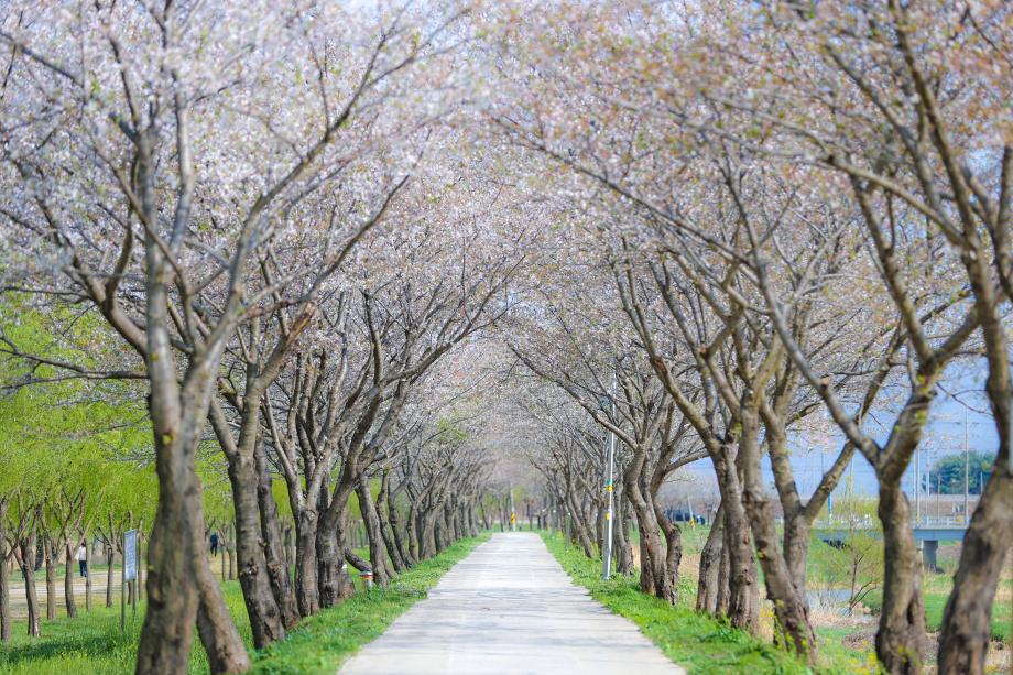 합덕제 벚꽃 (3).JPG