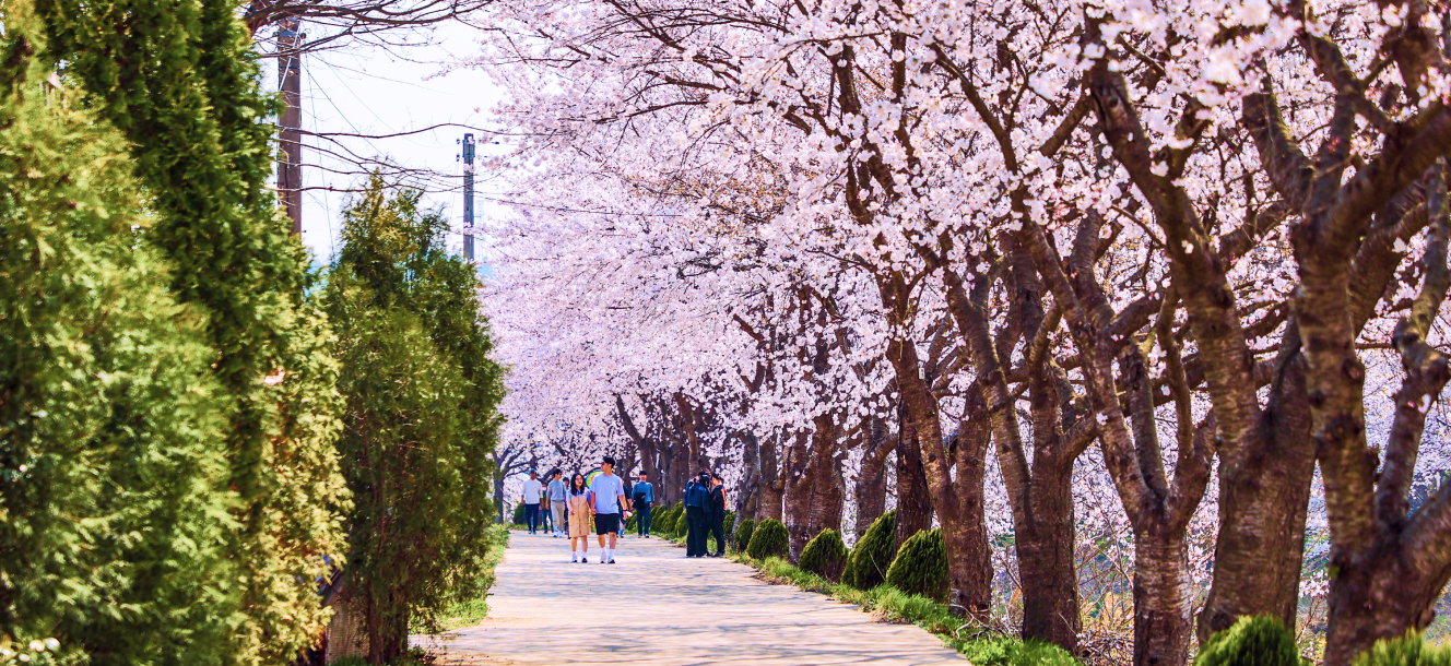 순성벚꽃축제