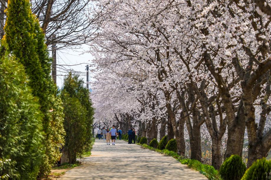 당진-순성 벚꽃길 (2).JPG
