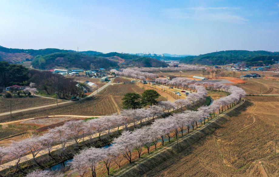 당진-순성 벚꽃길 (5).JPG