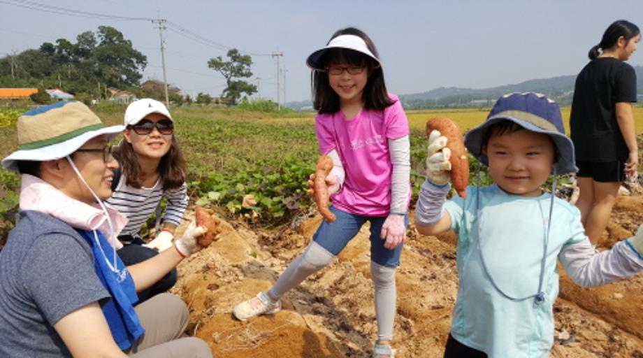 0.백석올미영농조합법인_체험사진_농장체험_고구마수확