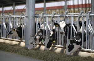 당진시, 2023년 육우 품질 고급화 장려금 지원