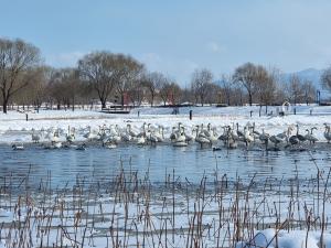 당진시, 겨울철 당진 합덕제 설국과 함께한‘겨울 진객’큰 고니 찾아와