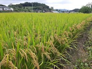 당진시, 키다리병에 강한 안평벼 등 보급종 개별 신청 안내