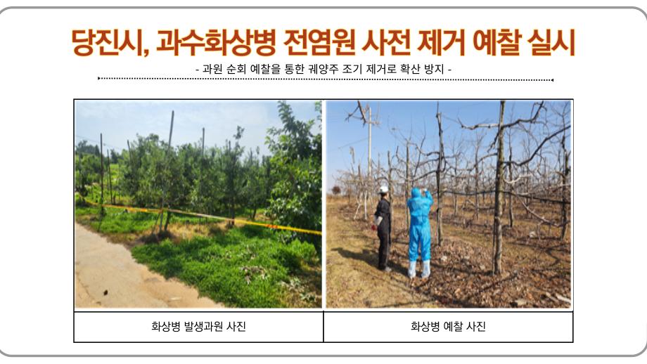 당진시, 과수화상병 전염원 사전 제거 예찰 실시 이미지