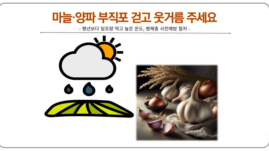 마늘·양파 부직포 걷고 웃거름 주세요 이미지